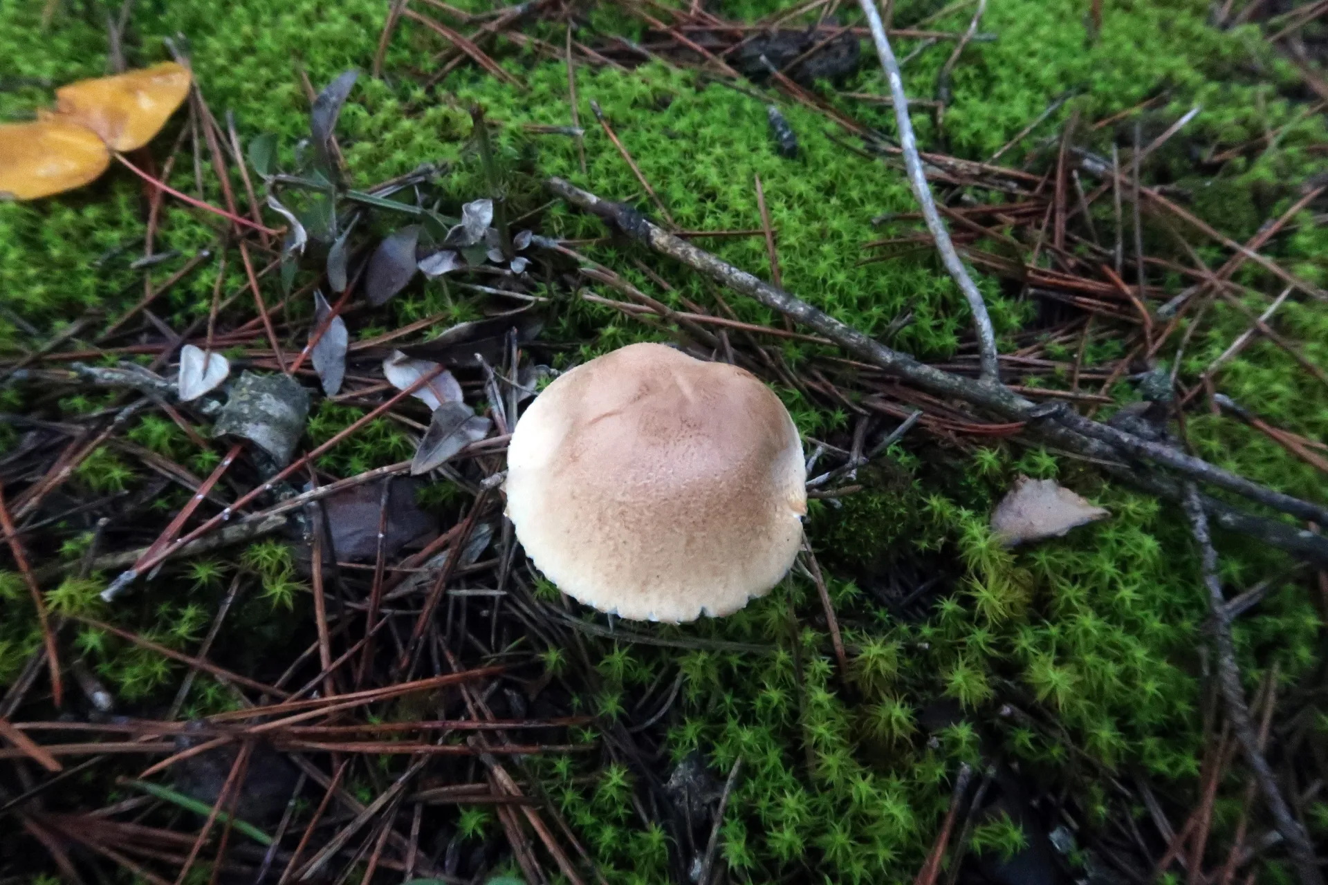 Lepiota erminea - 1 - IMG_4357